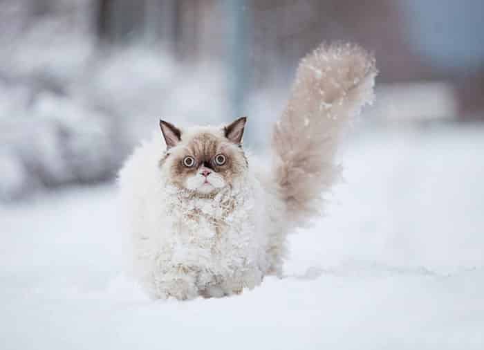 50 Animals Playing In Snow For The First Time