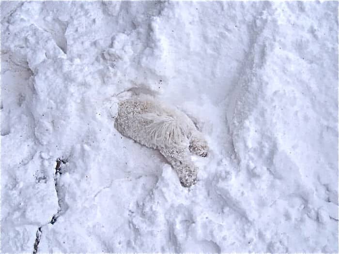 animals-playing-in-snow-013
