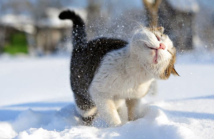 animals-playing-in-snow-014