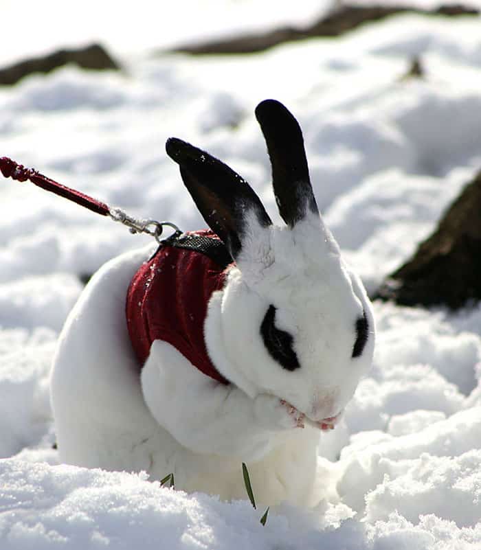 animals-playing-in-snow-020