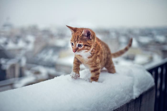 animals-playing-in-snow-022