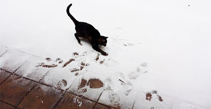 animals-playing-in-snow-027