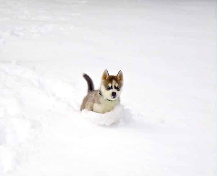 animals-playing-in-snow-032