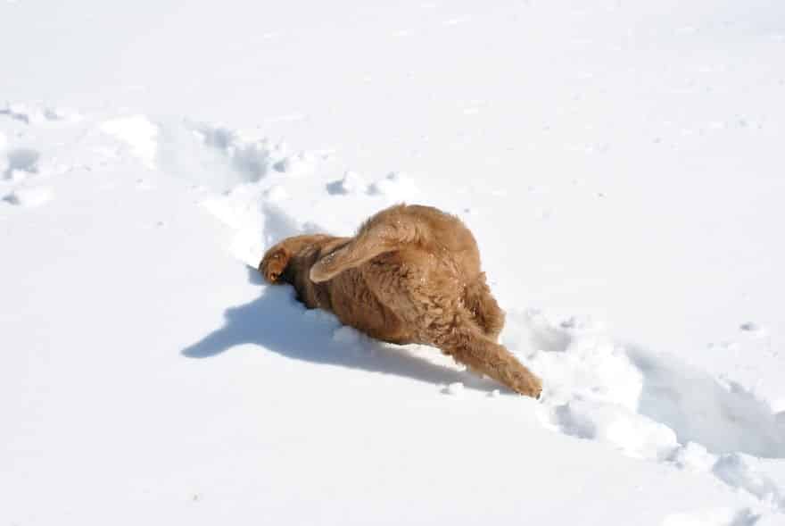 animals-playing-in-snow-038