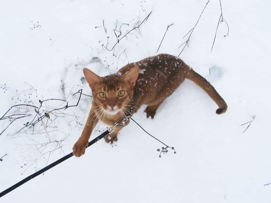 animals-playing-in-snow-043