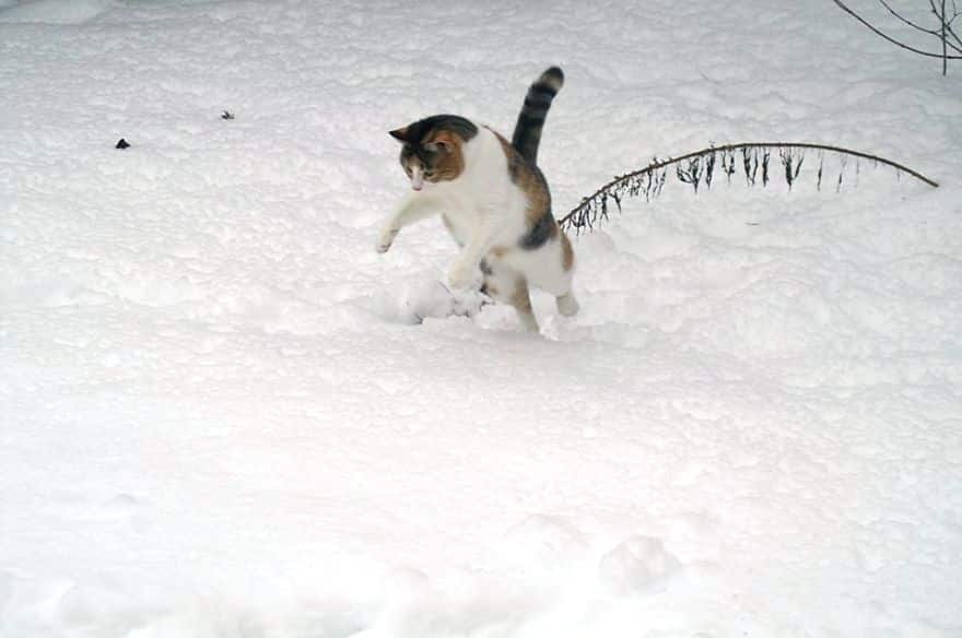 animals-playing-in-snow-045