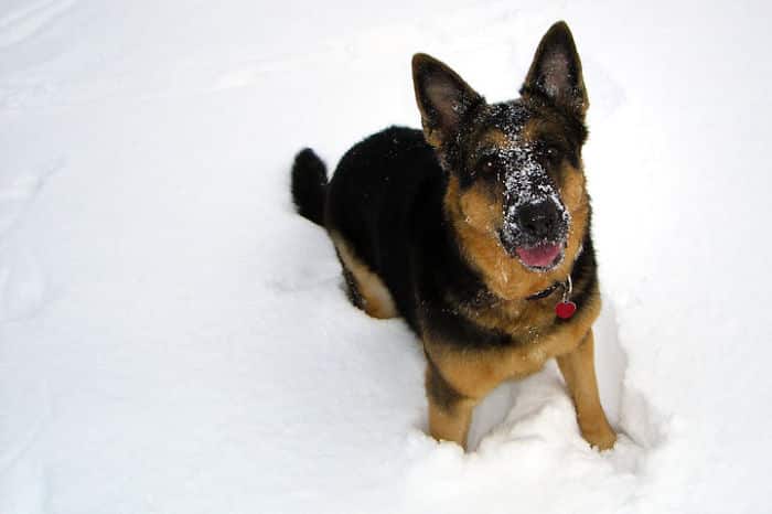 animals-playing-in-snow-047