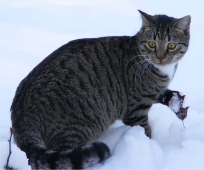 animals-playing-in-snow-052