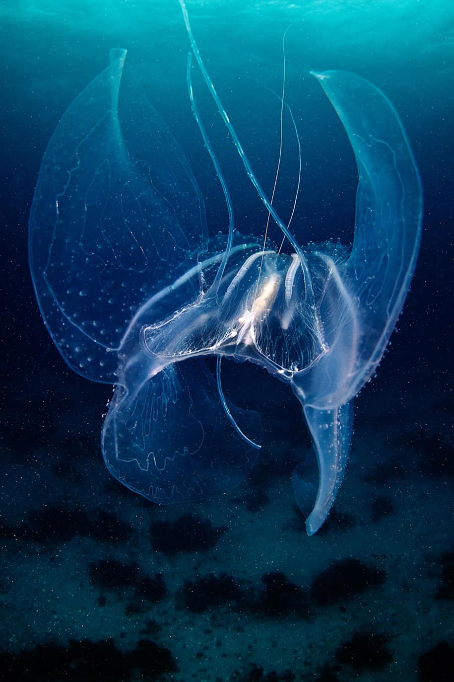 23 Most Beautiful Jellyfish Photography By Alexander Semenov -DesignBump
