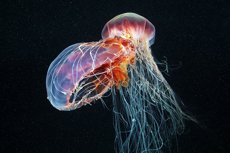 jellyfish-underwater-photography-alexander-semenov-23