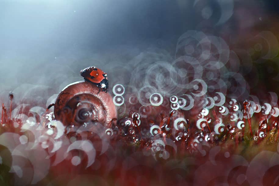 bugs-snails-mushrooms-macro-photography-nature-vadim-trunov-10