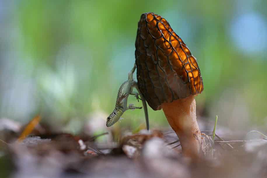 bugs-snails-mushrooms-macro-photography-nature-vadim-trunov-12