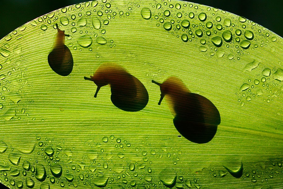 bugs-snails-mushrooms-macro-photography-nature-vadim-trunov-13