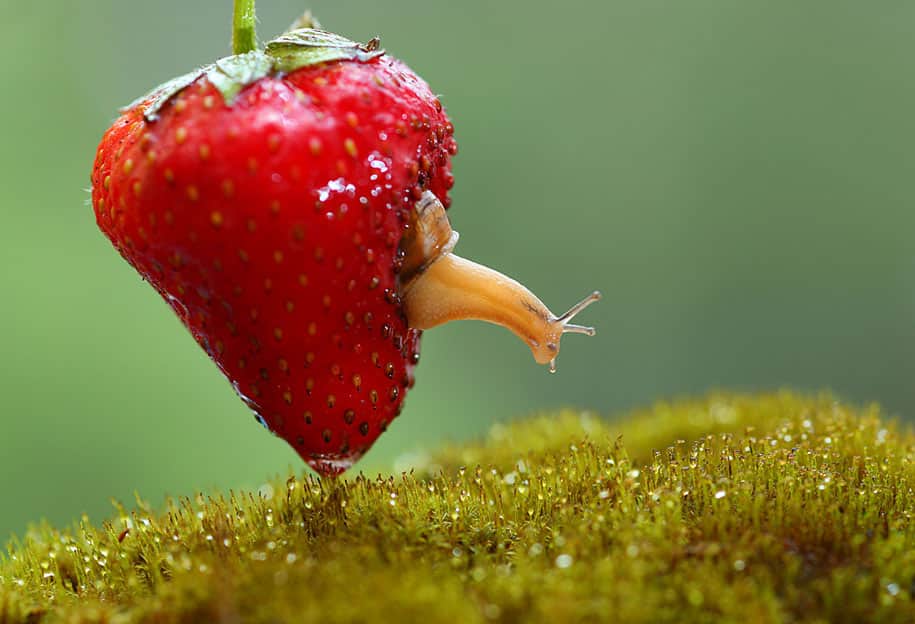 bugs-snails-mushrooms-macro-photography-nature-vadim-trunov-14