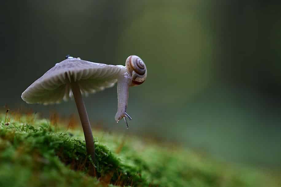 bugs-snails-mushrooms-macro-photography-nature-vadim-trunov-2