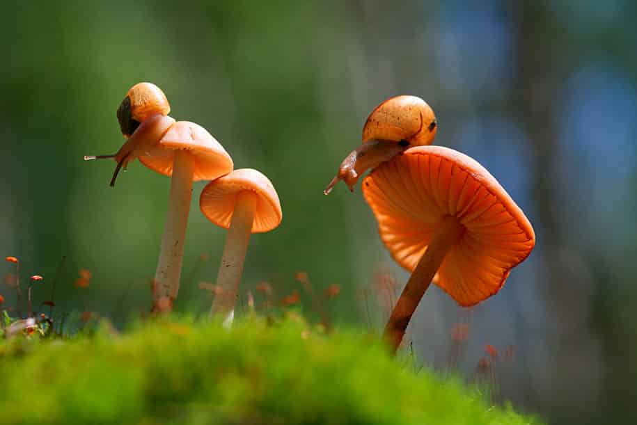 bugs-snails-mushrooms-macro-photography-nature-vadim-trunov-20