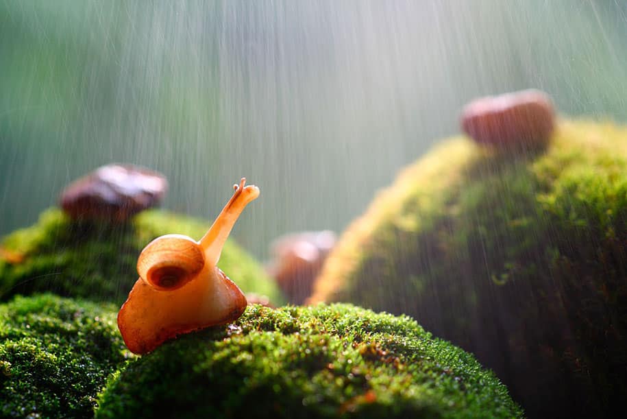 bugs-snails-mushrooms-macro-photography-nature-vadim-trunov-23