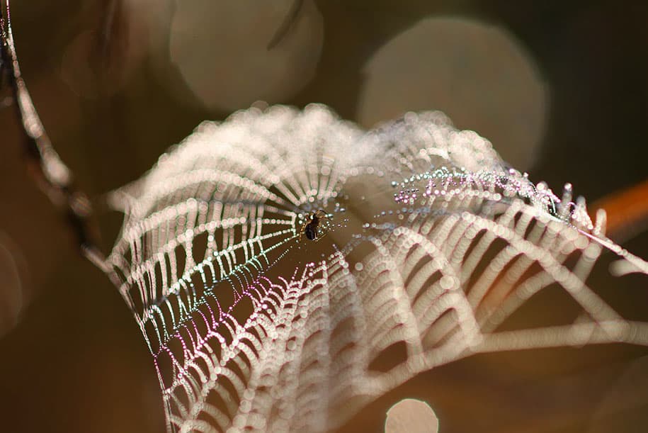 bugs-snails-mushrooms-macro-photography-nature-vadim-trunov-25