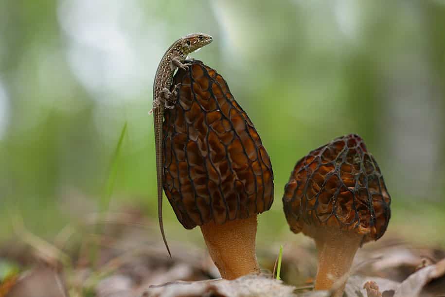 bugs-snails-mushrooms-macro-photography-nature-vadim-trunov-26