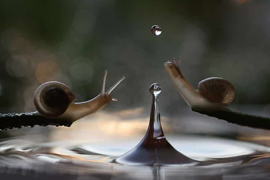 bugs-snails-mushrooms-macro-photography-nature-vadim-trunov-3