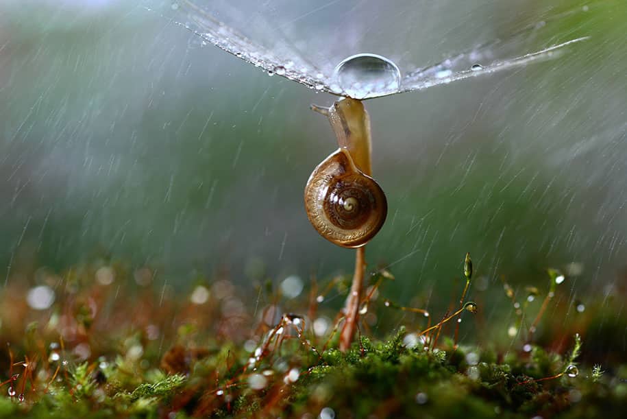 bugs-snails-mushrooms-macro-photography-nature-vadim-trunov-4