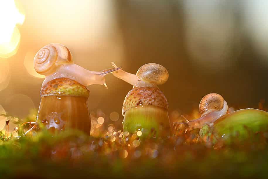 bugs-snails-mushrooms-macro-photography-nature-vadim-trunov-5