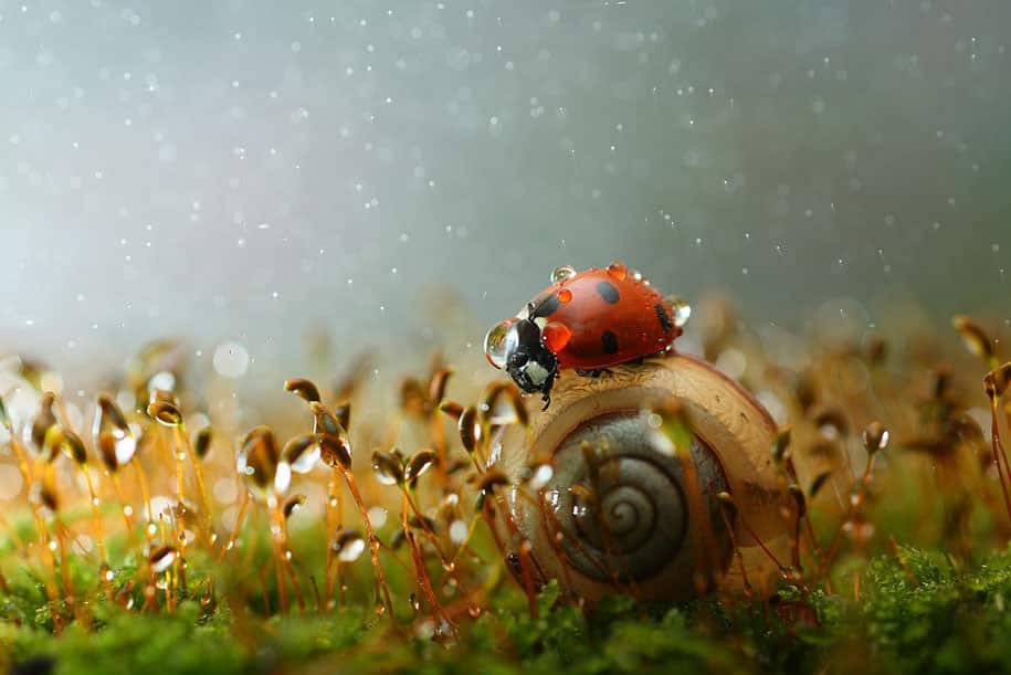bugs-snails-mushrooms-macro-photography-nature-vadim-trunov-6