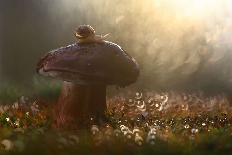 bugs-snails-mushrooms-macro-photography-nature-vadim-trunov-8