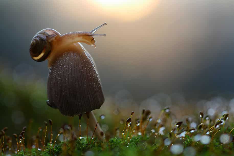 bugs-snails-mushrooms-macro-photography-nature-vadim-trunov-9