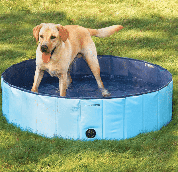 Is your dog too dirty to allow in your pristine pool? Buy him one of his own.