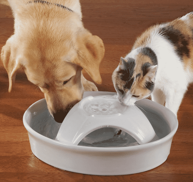 This fountain circulates and filters your dog's drinking water so they aren't sipping on stagnant sludge.