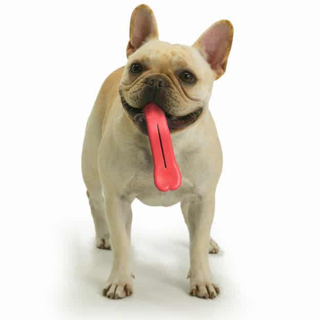 Dogs just adore showing off their tongues: this toy lets them show off those mouth muscles even when they're playing or chewing.