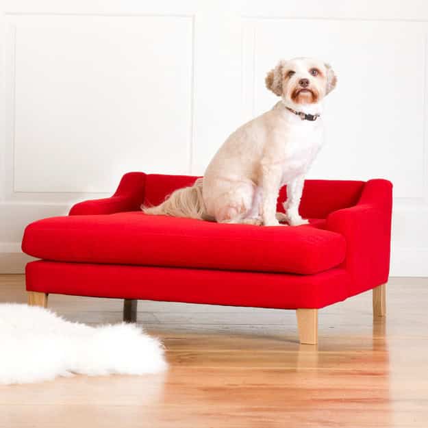 A lounger for the dog who always wants to look like she's posing for a portrait.