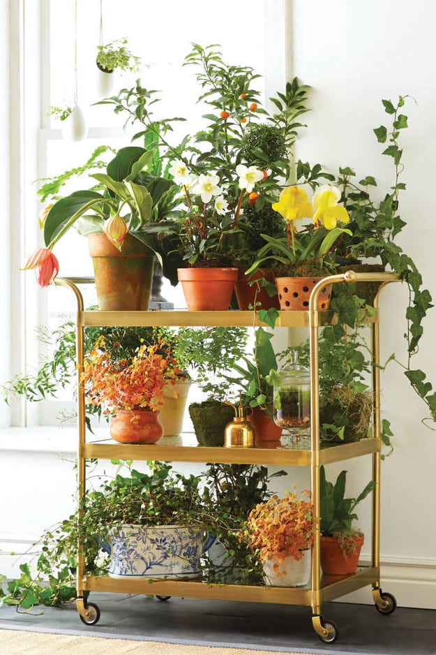 Use a bar cart as a plant stand.