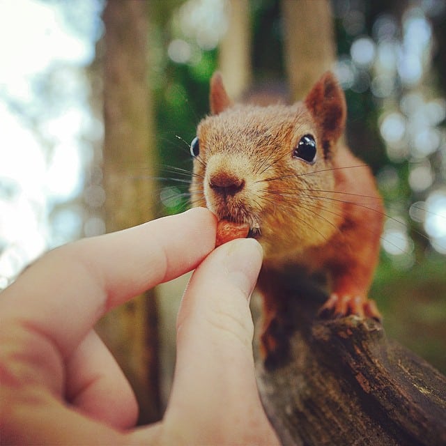 finnish-wildlife-feeding-squirrel-whisperer-konsta-punkka-14