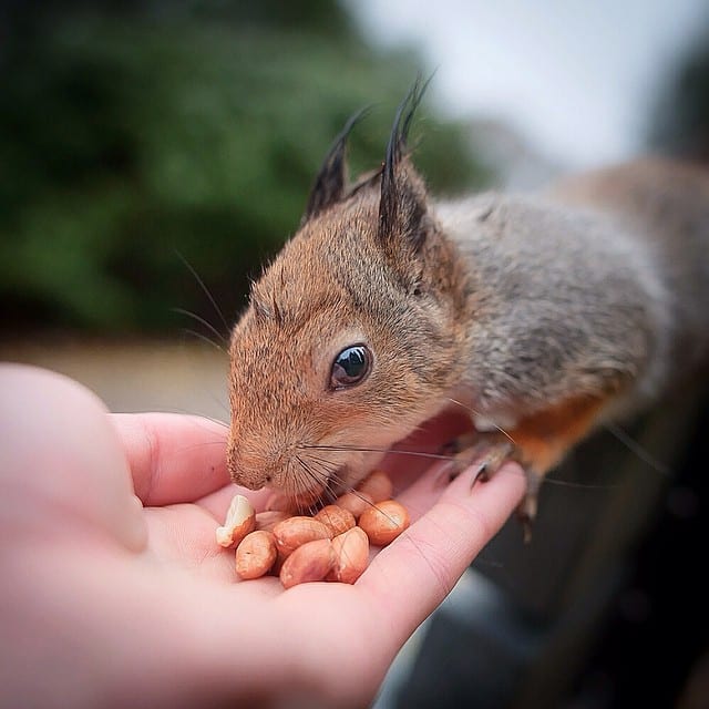 finnish-wildlife-feeding-squirrel-whisperer-konsta-punkka-24