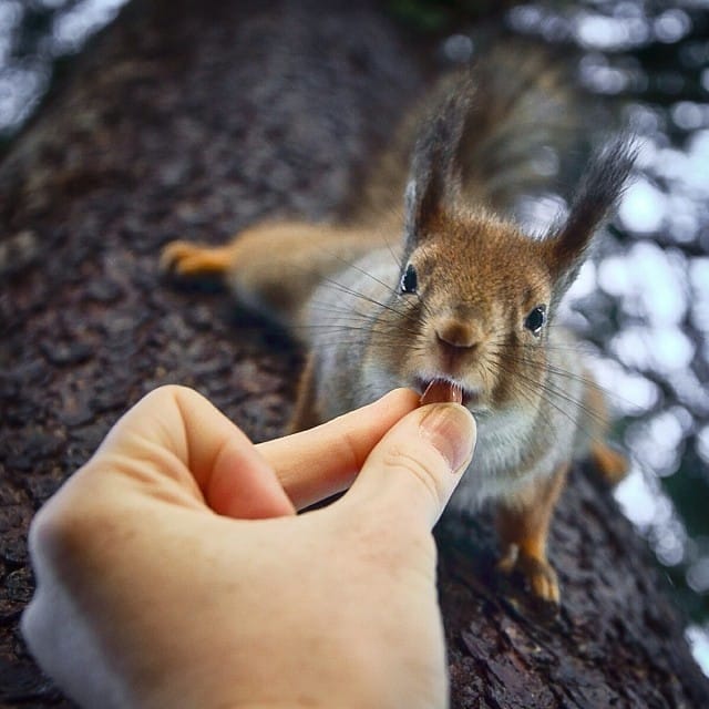 finnish-wildlife-feeding-squirrel-whisperer-konsta-punkka-5