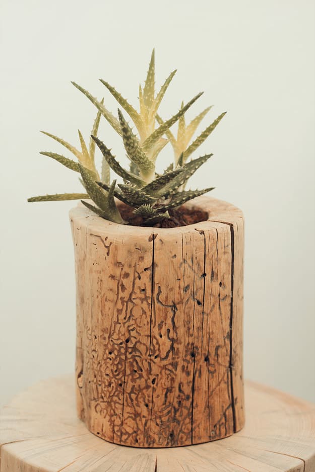 Go stumps on stumps and give your plant babies life in a new wooden home.