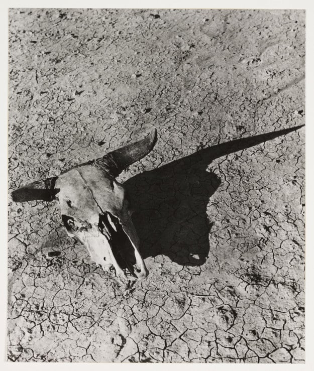 The Bleached Skull of a Steer on the Dry Sun-Baked Earth of the South Dakota Badlands, 1936, Arthur Rothstein.