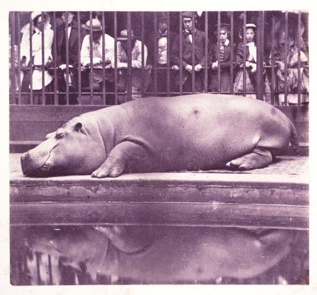 The Hippopotamus at the Zoological Gardens, 1852, Juan Carlos Maria Isidro, Count de Montizon de Borbon.