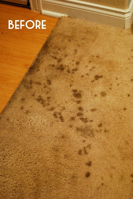 3. If that doesn&#39;t work, use vinegar and baking soda to get oil-based stains out of carpet.