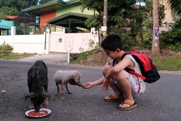 The little boy who took it upon himself to feed stray dogs every day.