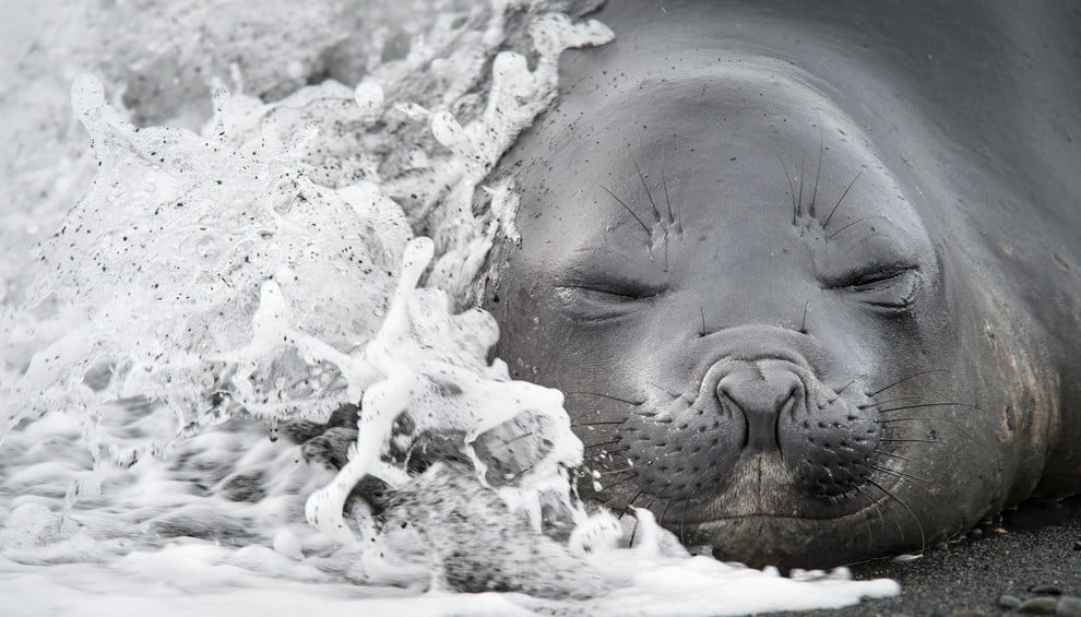 An elephant seal pup in South Georgia is not bothered by crashing waves.