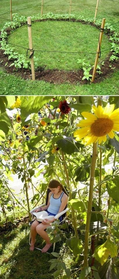 Sunflower forts &gt; blanket forts.