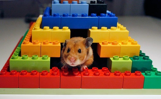 You can also keep your hamster happy by building him this adorable shelter.