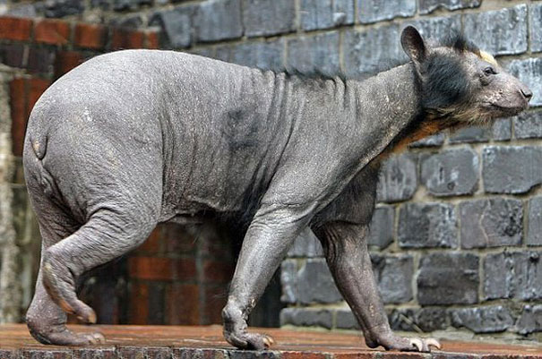 15 Animals That Look Unrecognizable Without Hair -DesignBump