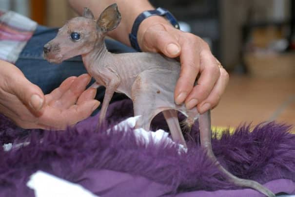 hairless-bald-animals-4