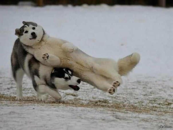 The Full-Contact Husky