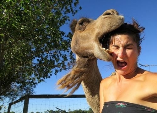The &#39;Oops, I Ate Your Face&#39; Camel