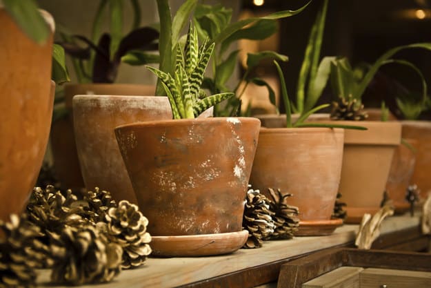 Or place pinecones in potted plants, because they're uncomfortable for your cat to step on and will keep them out.